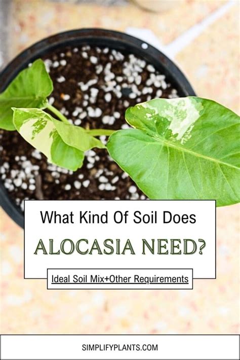 alocasia moisture meter level|alocasia potting mix soil.